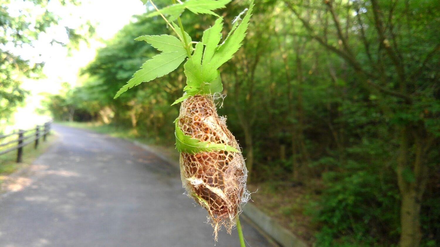 久し振りに、寄り道