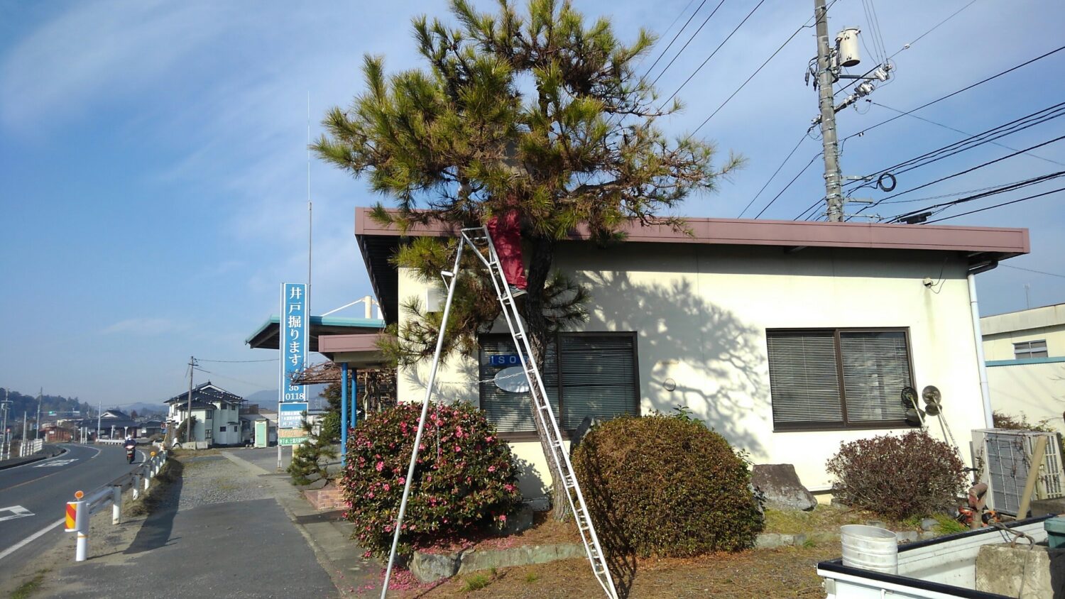 松の木をきれいに…
