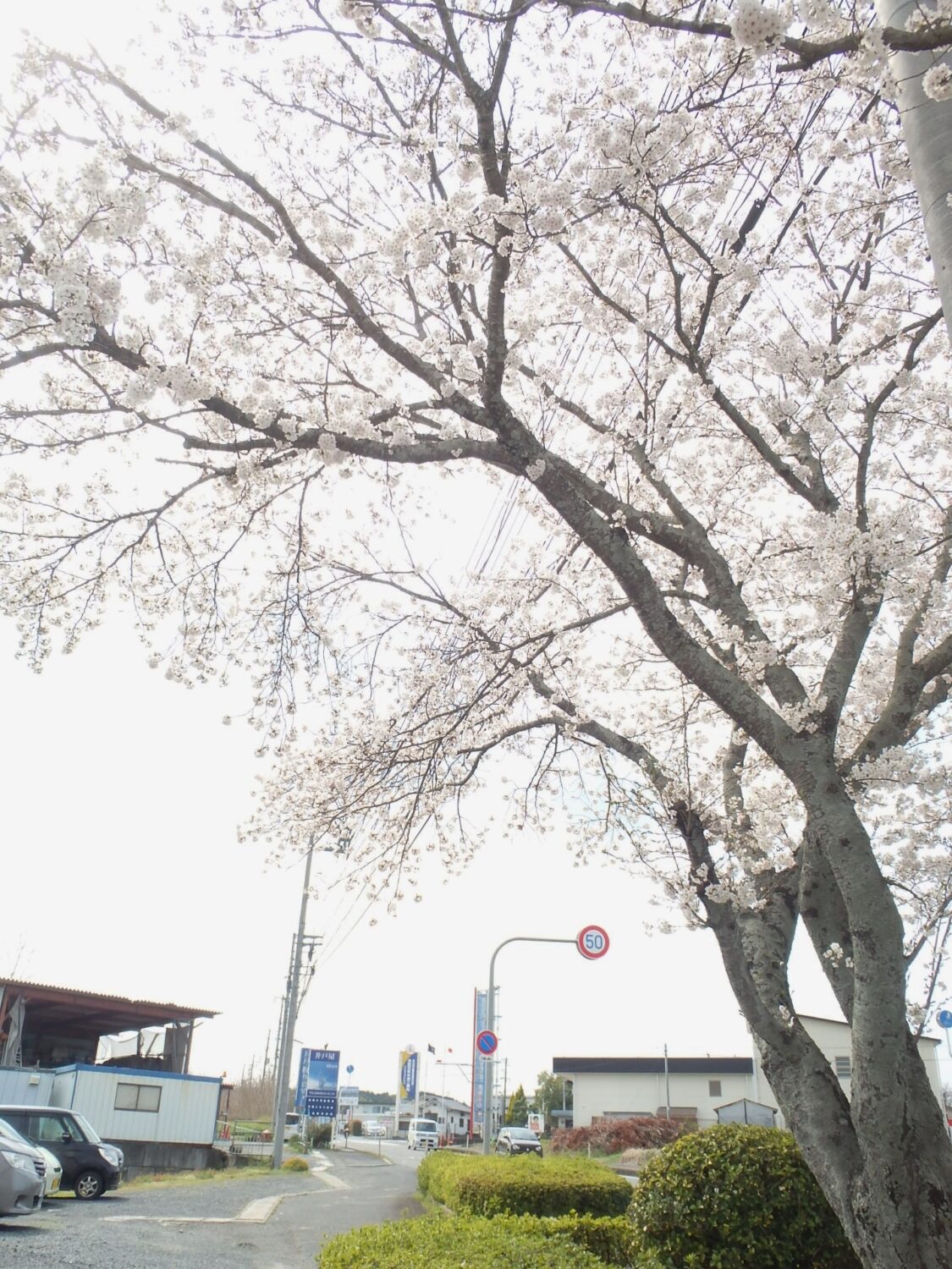 会社の前の桜…満開?