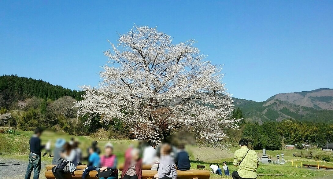 尾所の桜は満開でした