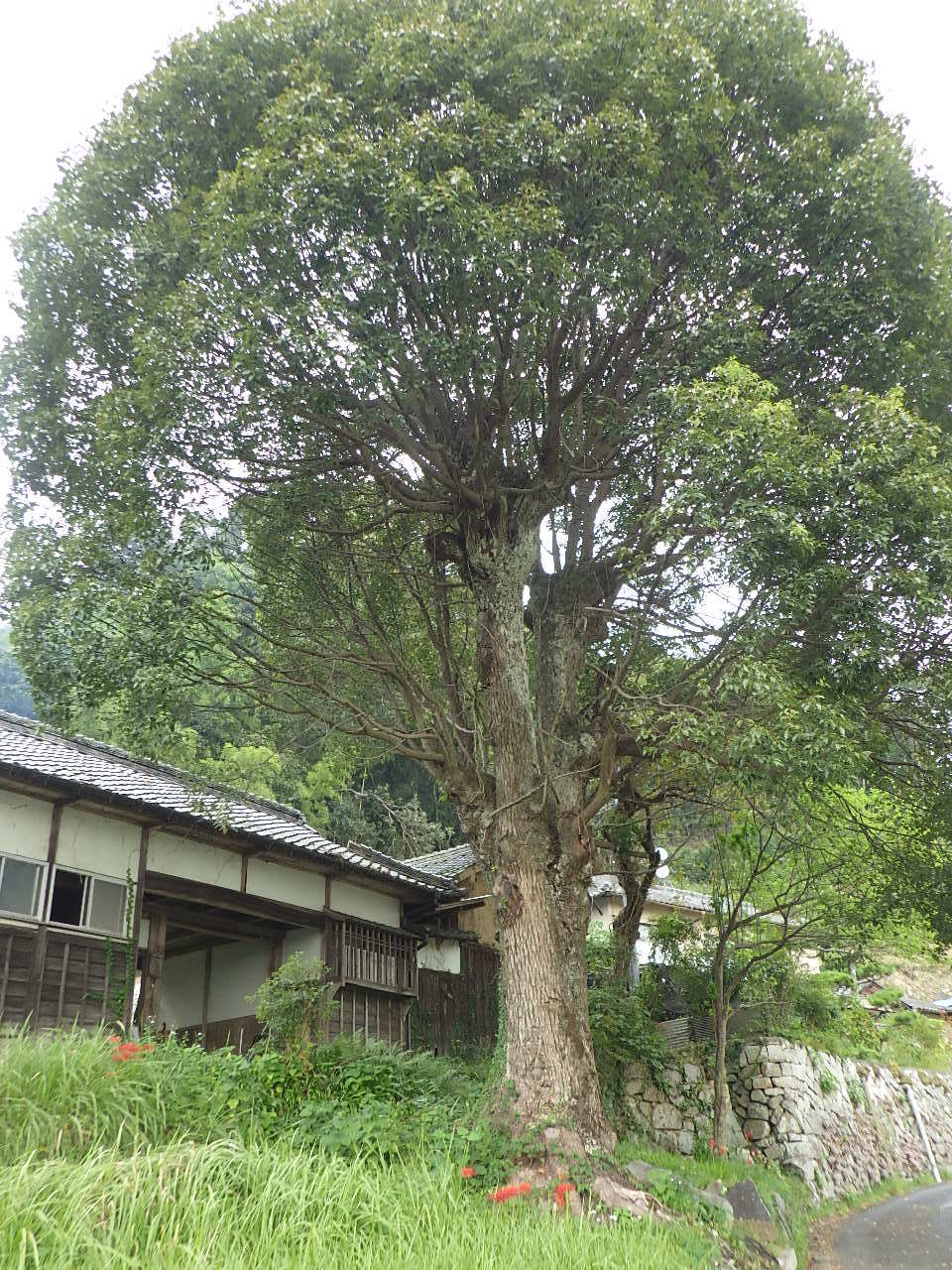 岡山市保存樹
