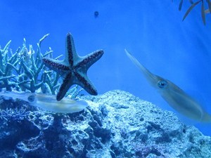 池袋サンシャイン水族館…海の忍者だ~