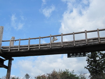頭上注意!です