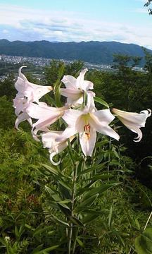 歩く姿は…の花