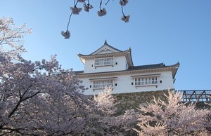 ♪♪さくら~さくら~♪♪見渡すかぎり
