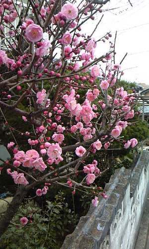 ♪梅は~咲いたか、桜はまだかいな~♪