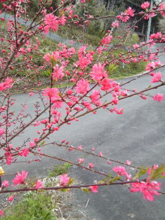 教えてください、何桜?