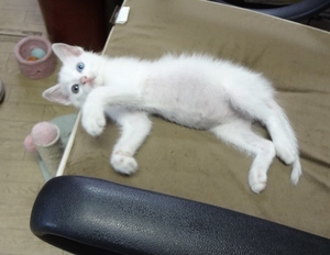 左右の眼の色が違うわ!!可愛いすぎる~ぅ