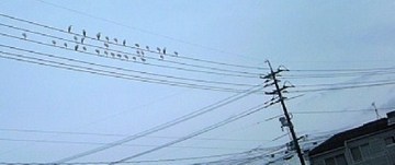 ♪♪…楽譜に見えません?